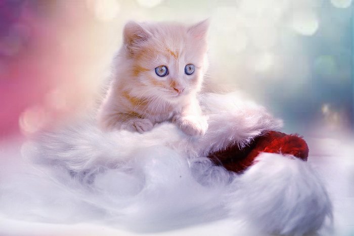 Kitten Grey Heart Cat Christmas Pet Young Cat